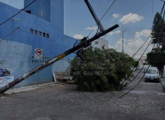 Caída de árbol derriba poste y moviliza a cuerpos de emergencia en Av. Epigmenio González, Querétaro