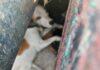 Rescatan a perro atrapado en una rejilla de desagüe en Ciudad del Sol, Querétaro