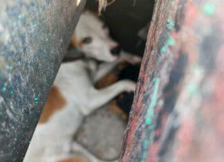 Rescatan a perro atrapado en una rejilla de desagüe en Ciudad del Sol, Querétaro