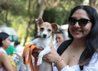 Anuncia AMEQ segunda Jornada Petfriendly