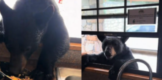 Sorprenden a un oso consumiendo alimentos a través de la ventana de una cabaña en Coahuila