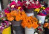 Esperan repunte de hasta 40% en ventas de flores por Día de Muertos
