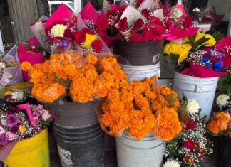 Esperan repunte de hasta 40% en ventas de flores por Día de Muertos