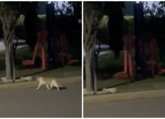 #Video Graban a supuesto fantasma a medianoche en un parque de San Juan del Río, Querétaro