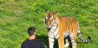 Un hombre muere tras entrar al área de los tigres